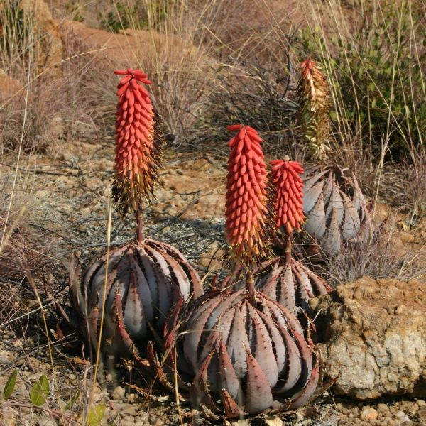 Зображення Алое Пеглер - Aloe peglerae