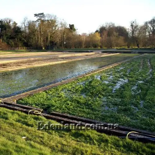 Изображение Настурция лекарственная - Nasturtium officinale