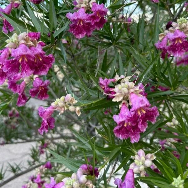 Зображення Хілопсис лінійний - Chilopsis linearis 
