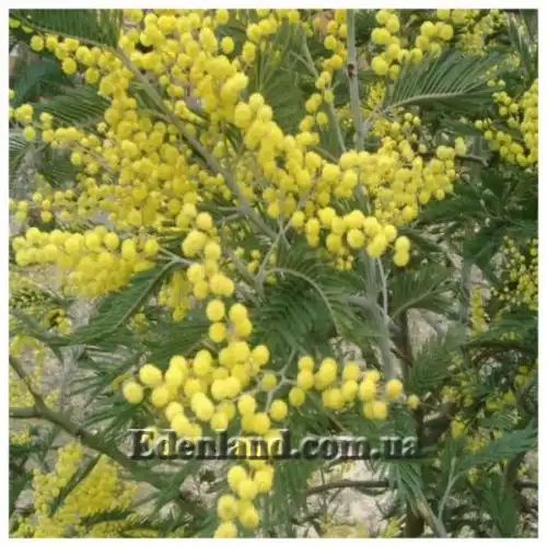 Изображение Акация беловатая (серебристая) - Acacia dealbata