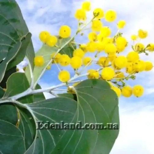 Зображення Акація Дунна - Acacia dunnii