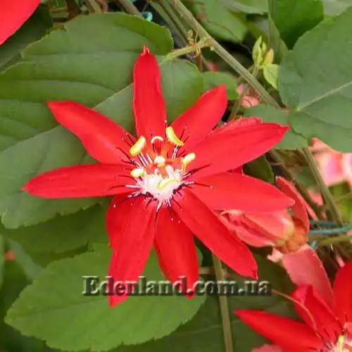 Пассифлора шарлаховая - Passiflora coccinea