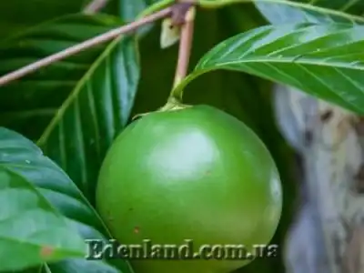 Новые поступления семян и растений в октябре 2021 года.