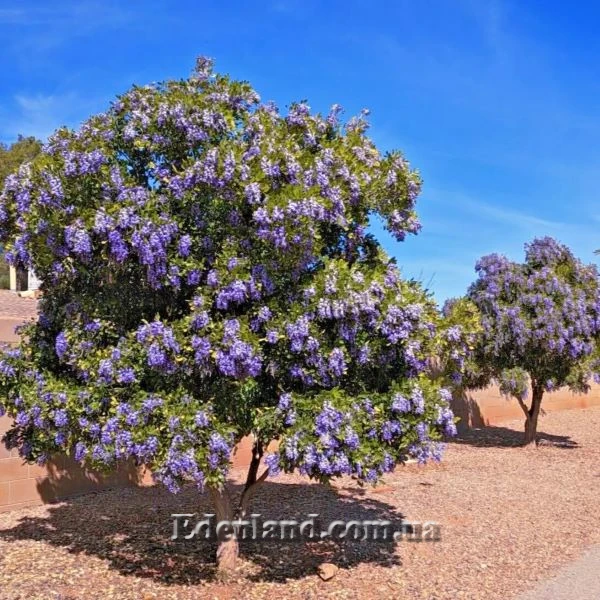 Зображення квітуче дерево