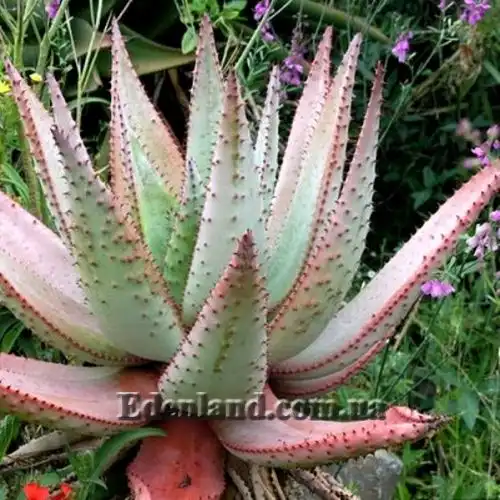 Зображення Алое страхітливе - Aloe ferox