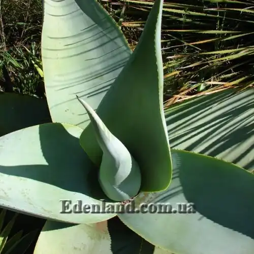 Изображение Агава Гуиенгола - Agave guiengola