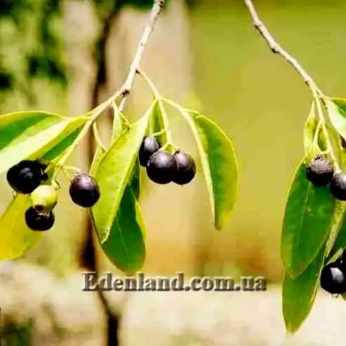 Зображення созревшие плоды