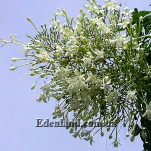 Изображение Миллингтония садовая - Millingtonia hortensis 