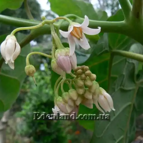 Изображение Цифомандра свекловидная желтая - Cyphomandra betacea gold