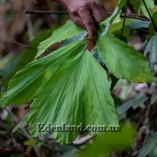 Изображение Валличия (валлихия) продолговатолистная - Wallichia oblongifolia