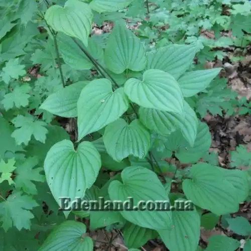 Зображення Діоскорея кавказька - Dioscorea caucasica 