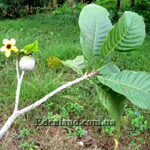 Зображення квітка та плід
