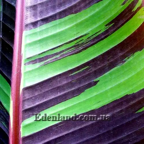 Изображение лист