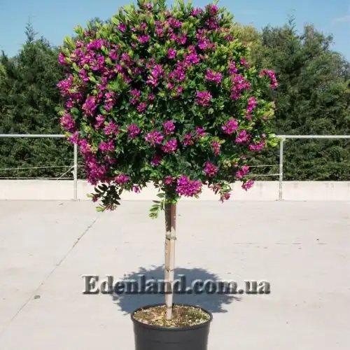 Зображення Істод миртолистий - Polygala myrtifolia