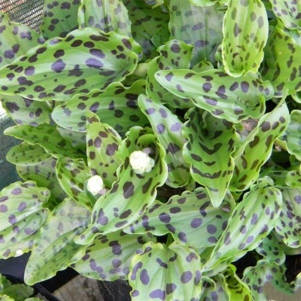 Изображение Дримиопсис пятнистый  - Drimiopsis maculata 