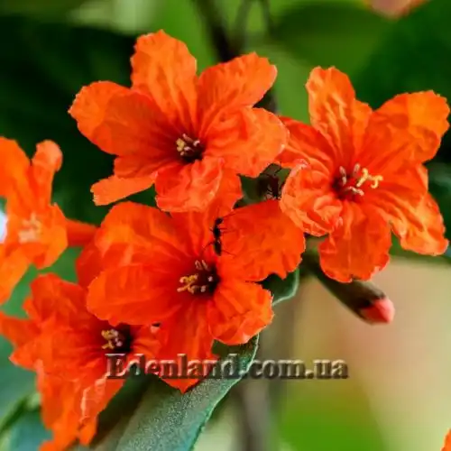 Зображення Кордія Себестена - Cordia sebestena