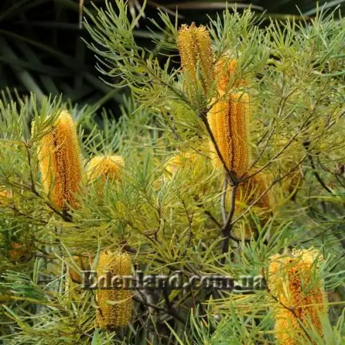 Изображение Банксия колючая - Banksia spinulosa