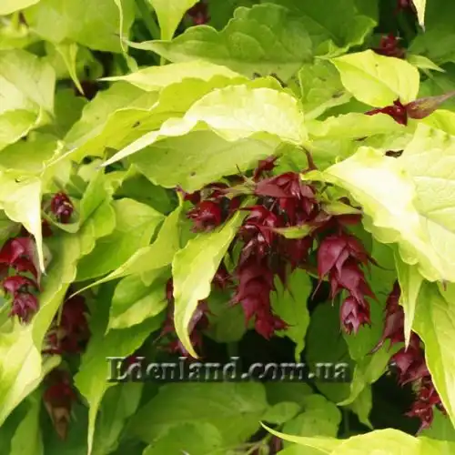 Изображение Лейцестерия красивая - Leycesteria formosa