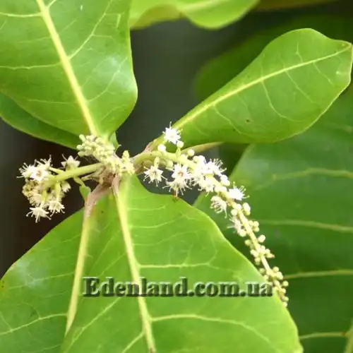 Изображение Терминалия катаппа - Terminalia catappa