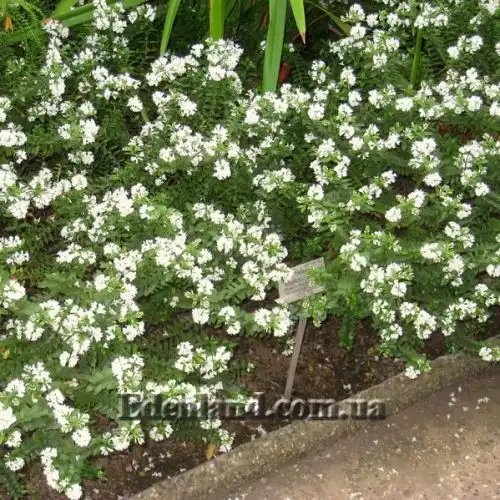 Изображение Вероника Эллиптическая - Veronica elliptica