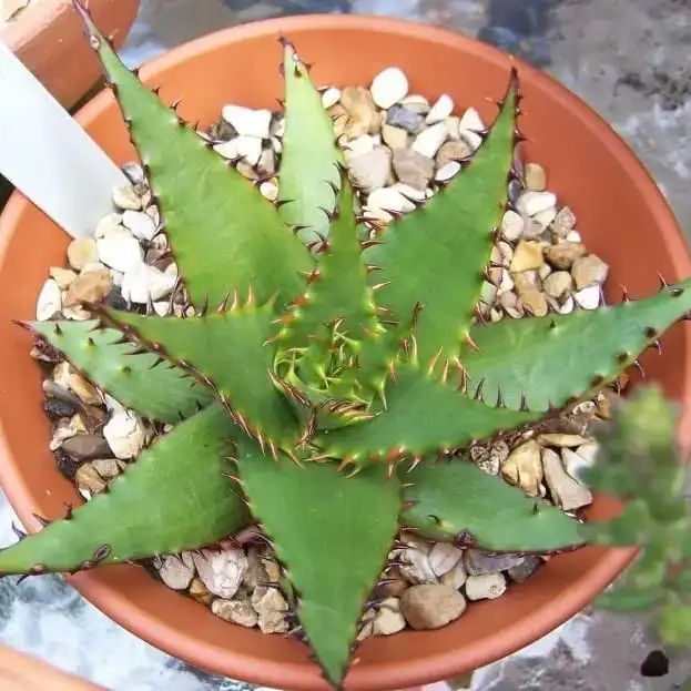 Изображение молодое растение