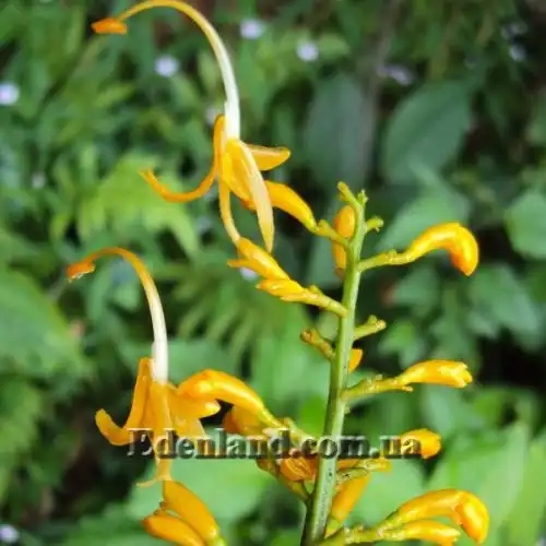 Зображення квітка