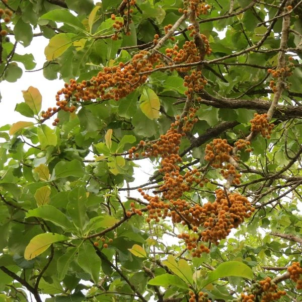 Изображение Дилления пятипестичная  - Dillenia pentagyna 