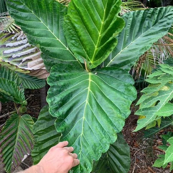 Изображение Фикус Бруса - Ficus brusii 