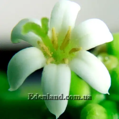 Изображение Моринда цитрусолистная - Morinda citrifolia