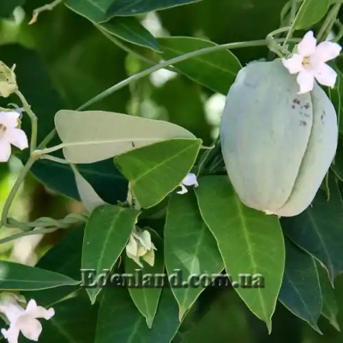 Изображение Арауджия вишнеплодная - Araujia sericifera