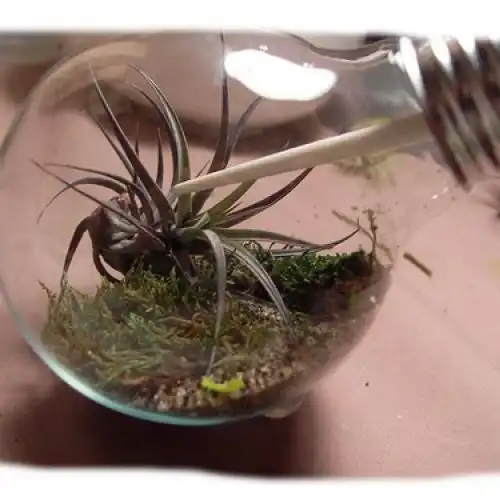 Изображение Мини-террариум своими руками