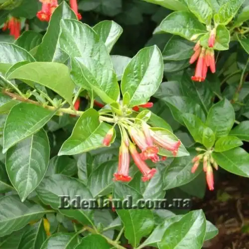 Изображение Иохрома фуксиевидная - Iochroma fuchsioides 