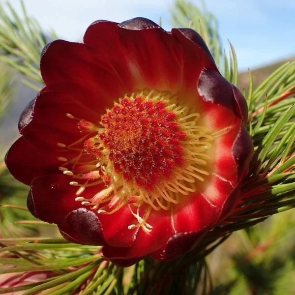 Изображение Протея карликовая  - Protea nana 