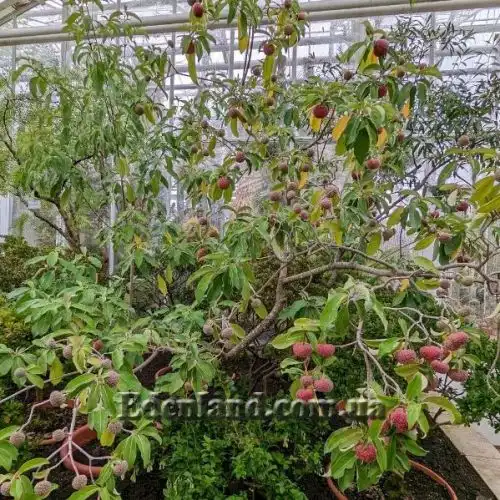 Изображение Кизил головчатый - Cornus capitata 