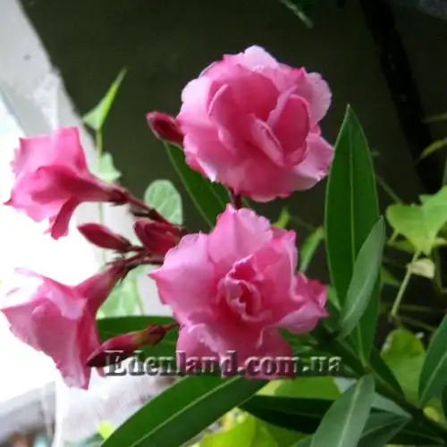 Изображение светло-малиновый махровый