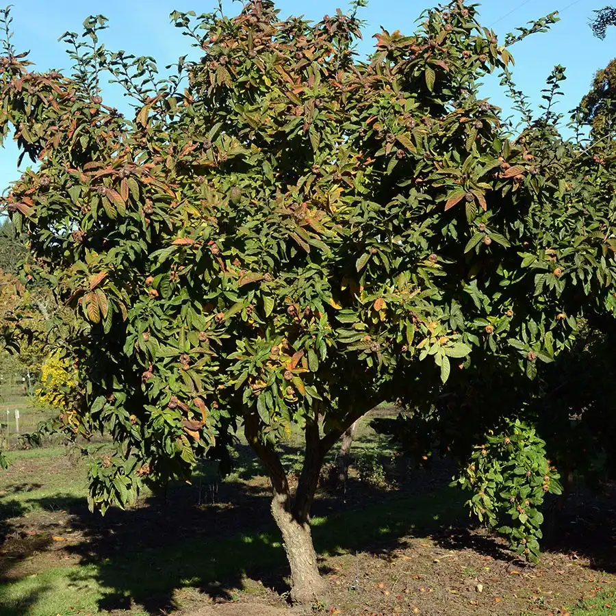 Изображение Кратегус германский  - Crataegus germanica