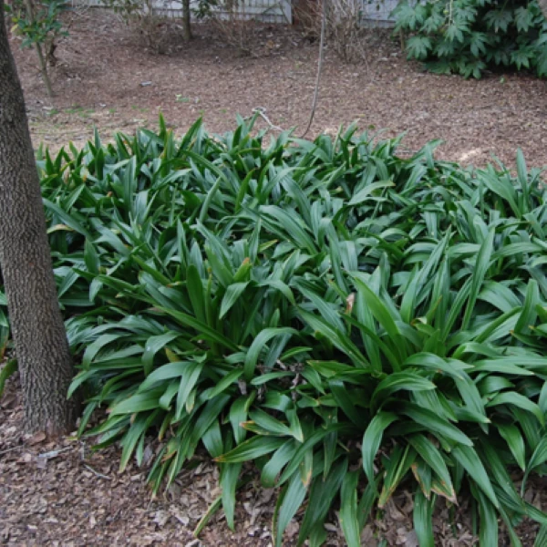 Зображення рослини в саду