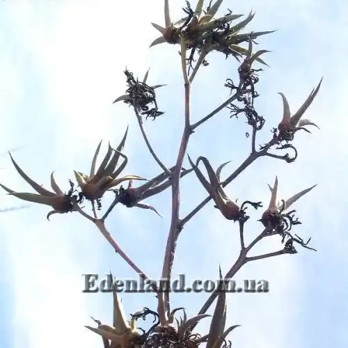 Изображение молодые растения на цветоносе