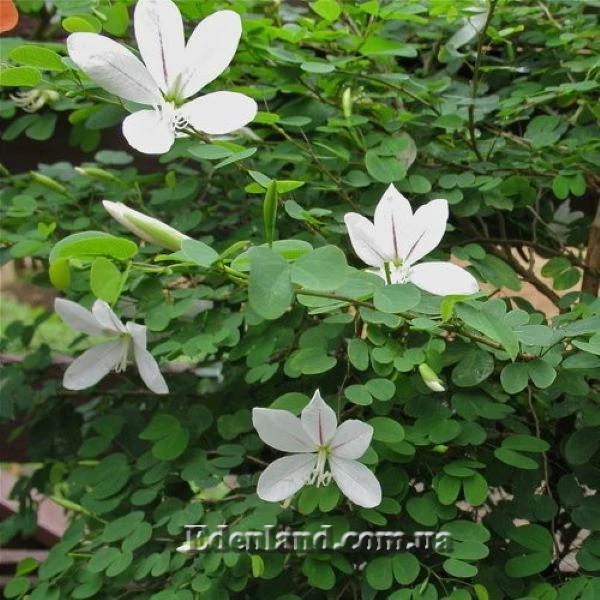 Изображение Баухиния натальская  - Вauhinia natalensis