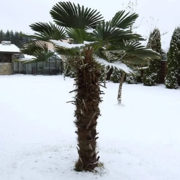 Изображение Трахикарпус Вагнера  - Trachycarpus wagnerianus 