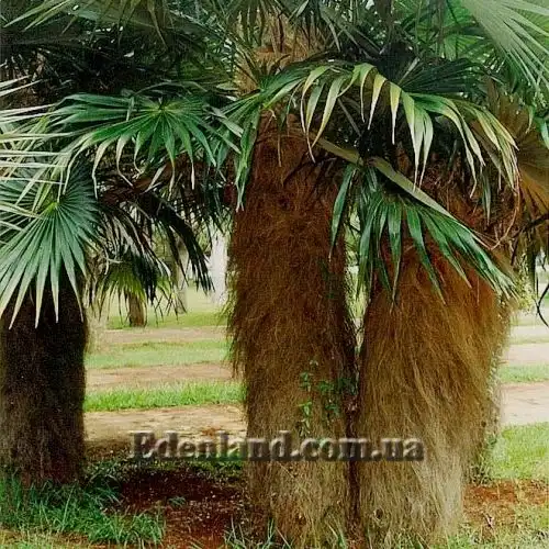 Изображение Коккотринакс волосатый подвид волосатый - Coccothrinax crinita subsp. crinita
