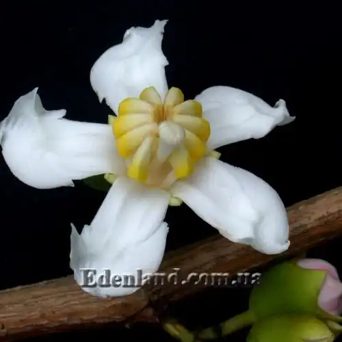 Изображение цветок