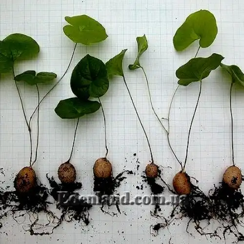 Изображение Диоскорея слоновая - Dioscorea elephantipes