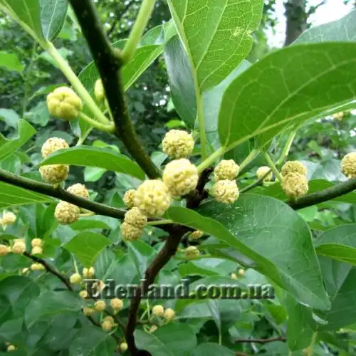 Изображение Кудрания триостренная - Cudrania tricuspidata 