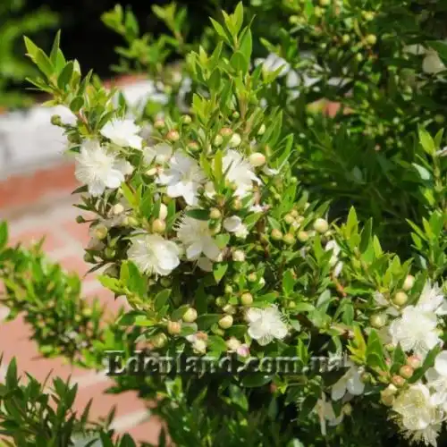 Мирт обыкновенный - Myrtus communis