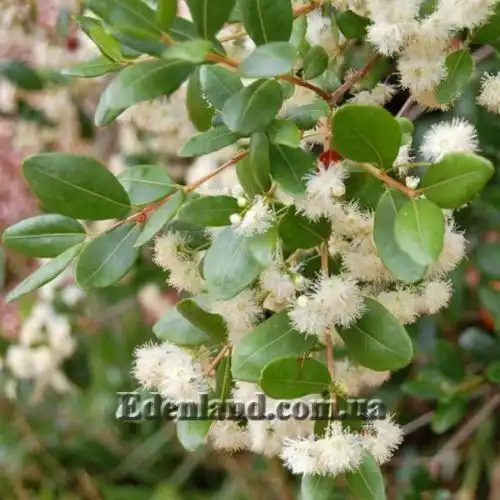 Изображение Блефарокаликс Круксханкса - Blepharocalyx cruckshanksii