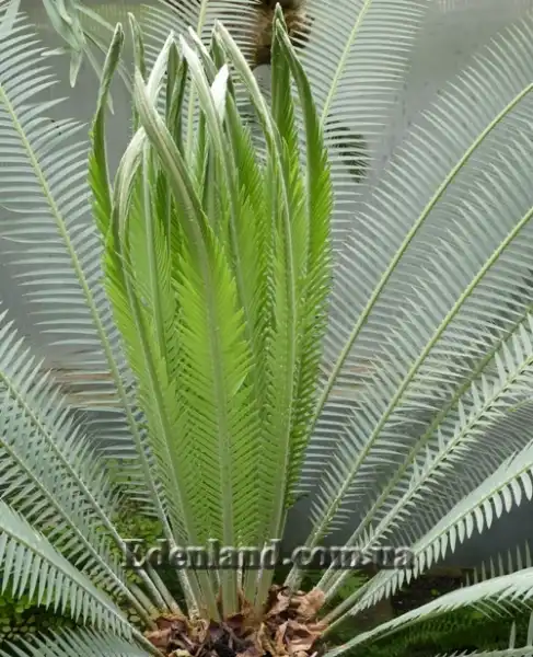 Изображение Диоон съедобный - Dioon edule