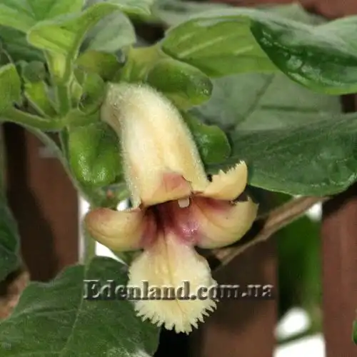 Изображение Дримония аллоплектусовидная - Drymonia alloplectoides