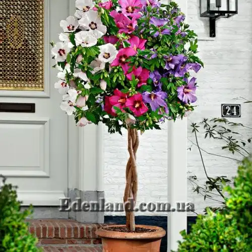 Изображение Гибискус сирийский (цвет - смесь) - Hibiscus syriacus