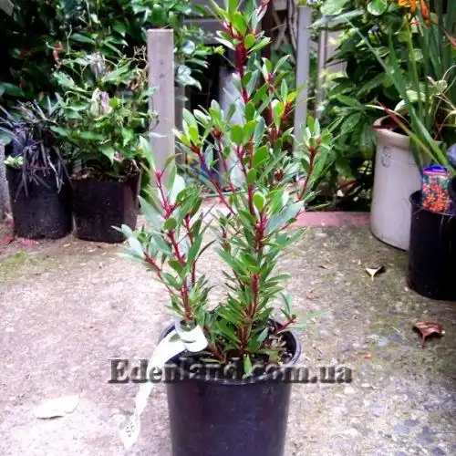 Изображение Дримис ланцетный  - Drimys lanceolata